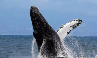 L’Observation des Baleines