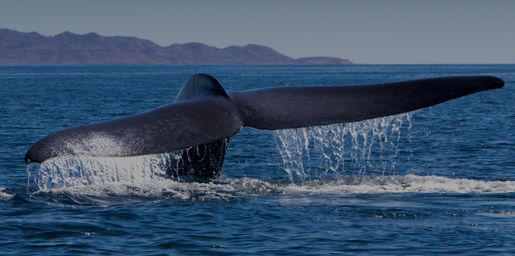 Los Cobanos - El Salvador - Whale Watching Tour